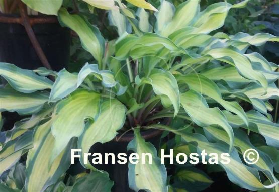 Hosta Hawaiian Luau